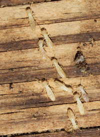 Eastern Subterranean Termite